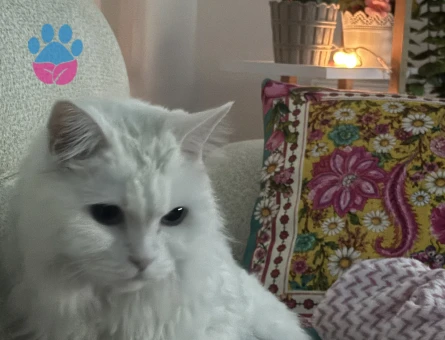 Sevimli kedi British Shorthair 5 Yaşında - 8684 - Görsel 5