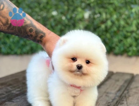 POMERANIAN ÜRETİM ÇİFTLİĞİNDEN - 8685 - Görsel 4