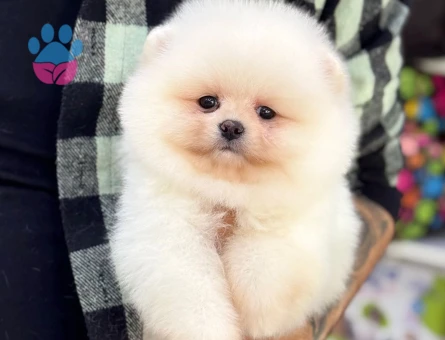 POMERANIAN ÜRETİM ÇİFTLİĞİNDEN - 8685