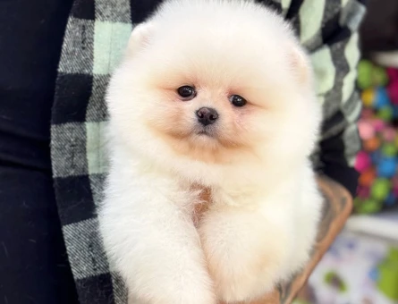 POMERANIAN ÜRETİM ÇİFTLİĞİNDEN - 8685