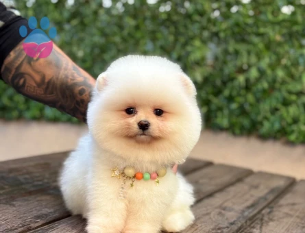 POMERANIAN ÜRETİM ÇİFTLİĞİNDEN - 8685 - Görsel 3