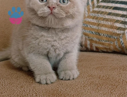 Fawn özel British shorthair - 8692 - Görsel 2