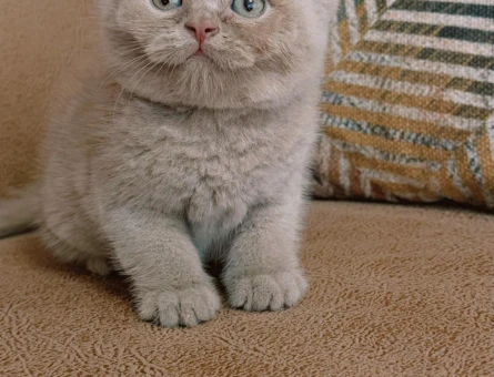 Fawn özel British shorthair - 8692