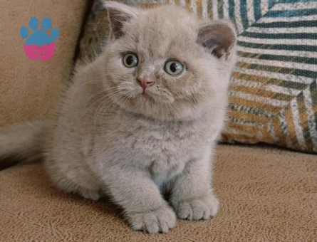 Fawn özel British shorthair - 8692 - Görsel 3