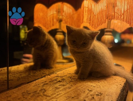 Fawn özel British shorthair - 8692 - Görsel 4