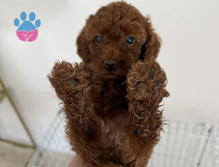 50 günlük poodle bebekler - 8694