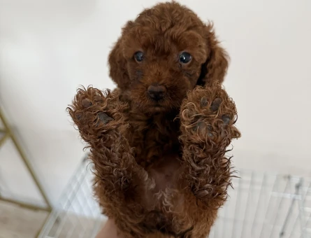 50 günlük poodle bebekler - 8694