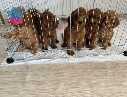50 günlük poodle bebekler - 8694 - Görsel 3