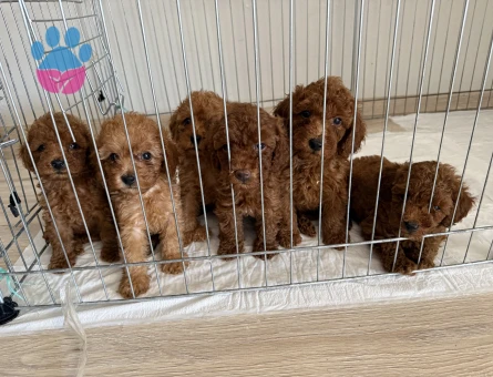 50 günlük poodle bebekler - 8694 - Görsel 4