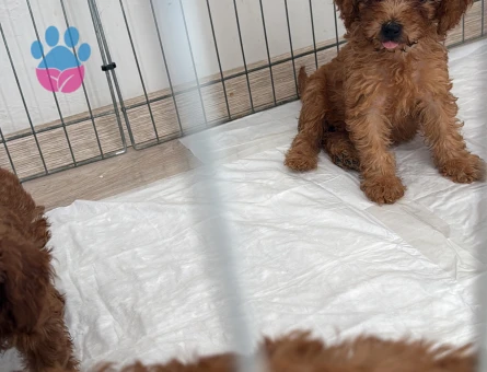 50 günlük poodle bebekler - 8694 - Görsel 5