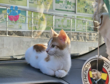 4 aylık kedi Yuva Arıyor - 8695