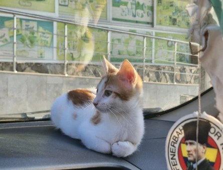 4 aylık kedi Yuva Arıyor - 8695