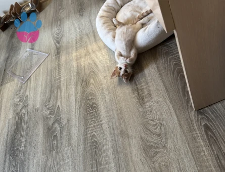 4 aylık kedi Yuva Arıyor - 8695 - Görsel 2