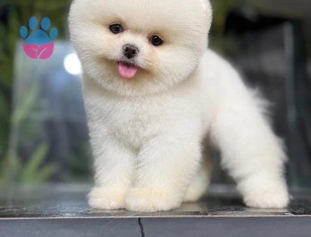 POMERANIAN ÜRETİM ÇİFTLİĞİNDEN - 8697