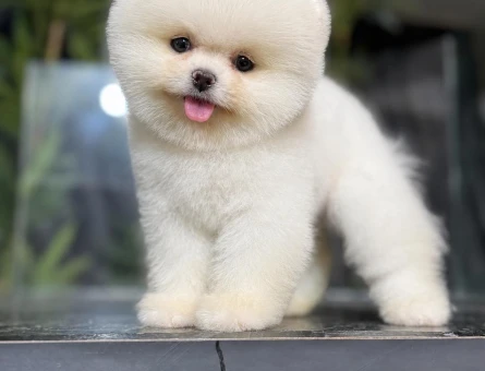 POMERANIAN ÜRETİM ÇİFTLİĞİNDEN - 8697