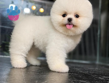 POMERANIAN ÜRETİM ÇİFTLİĞİNDEN - 8697 - Görsel 5