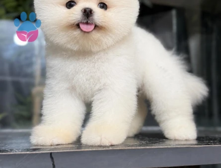 POMERANIAN ÜRETİM ÇİFTLİĞİNDEN - 8697 - Görsel 3