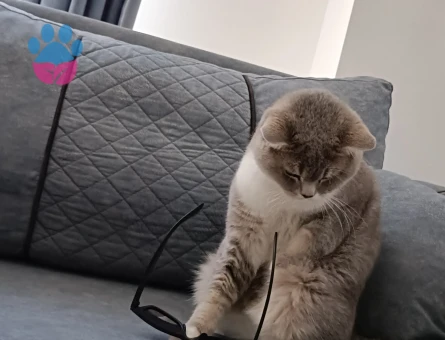 British Shorthair 1 Yaşında Yuva Arıyor - 8699 - Görsel 2