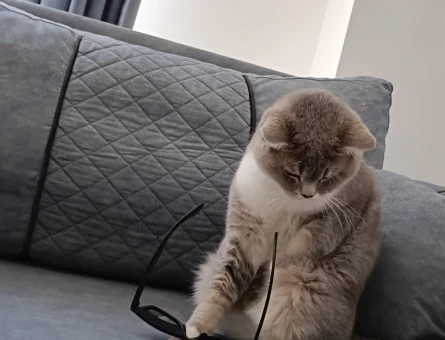 British Shorthair 1 Yaşında Yuva Arıyor - 8699