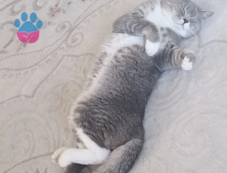 British Shorthair 1 Yaşında Yuva Arıyor - 8699 - Görsel 3