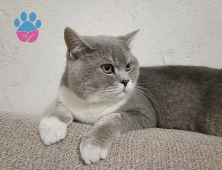 British Shorthair 1 Yaşında Yuva Arıyor - 8699 - Görsel 5