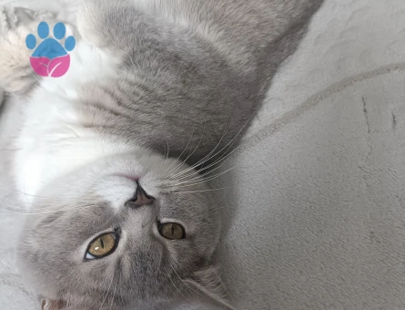 British Shorthair 1 Yaşında Yuva Arıyor - 8699 - Görsel 4