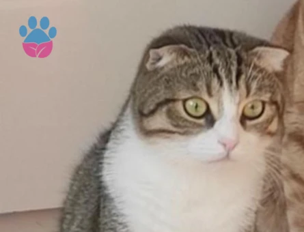 Scottish Fold 5 Yaşında Yuva Arıyor - 8701