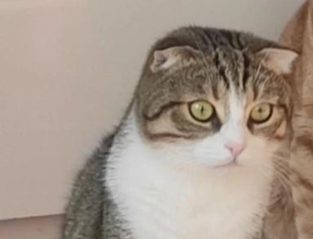 Scottish Fold 5 Yaşında Yuva Arıyor - 8701