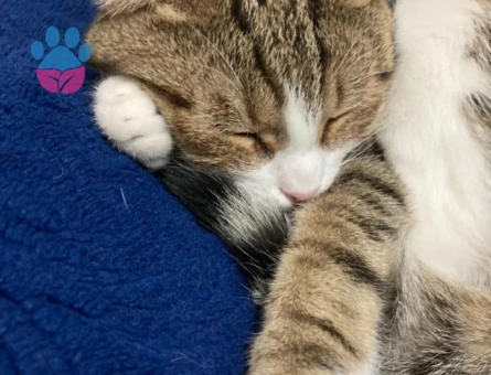 Scottish Fold 5 Yaşında Yuva Arıyor - 8701 - Görsel 3