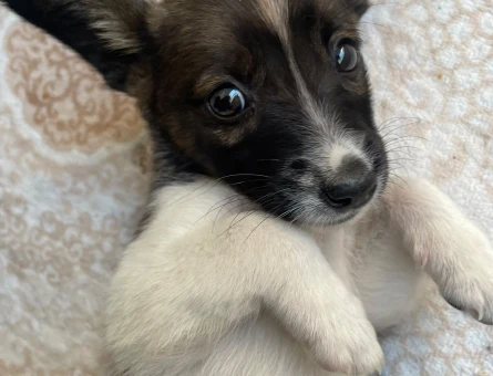 ACİL Köpek sahiplendirme - 8702