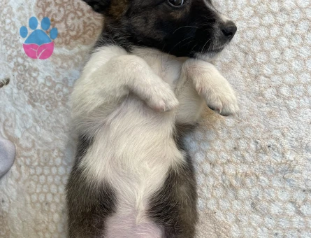 ACİL Köpek sahiplendirme - 8702 - Görsel 3