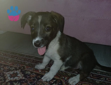 ACİL Köpek sahiplendirme - 8702 - Görsel 4