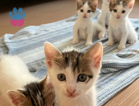 4 adet yavru tekir 3 erkek 1 kız - 8703 - Görsel 2
