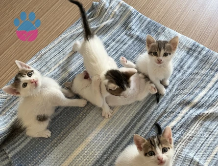 4 adet yavru tekir 3 erkek 1 kız - 8703 - Görsel 3