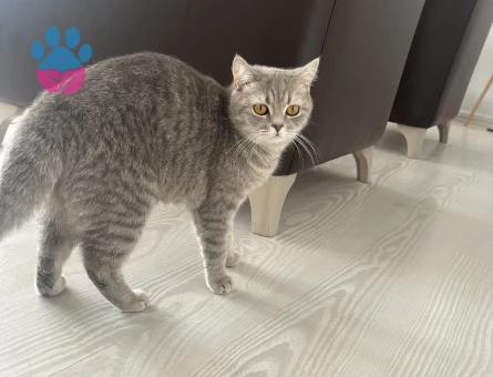 Acil sahiplendirmemiz lazım! - 8704 - Görsel 2