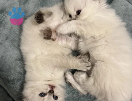 British Longhair Beyaz 45 günlük - 8705 - Görsel 2