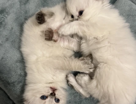 British Longhair Beyaz 45 günlük - 8705