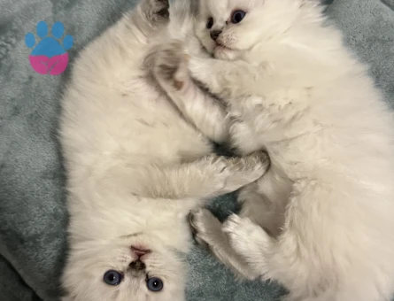 British Longhair Beyaz 45 günlük - 8705 - Görsel 3