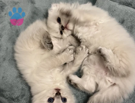 British Longhair Beyaz 45 günlük - 8705 - Görsel 4
