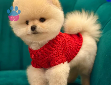 Safkan sağlık ve ırk garantili Pomeranian yavrularımız - 8707 - Görsel 3