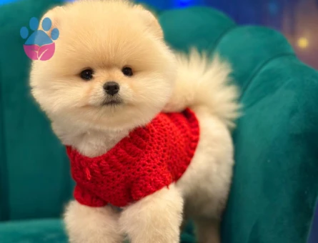Safkan sağlık ve ırk garantili Pomeranian yavrularımız - 8707