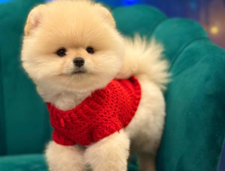 Safkan sağlık ve ırk garantili Pomeranian yavrularımız - 8707