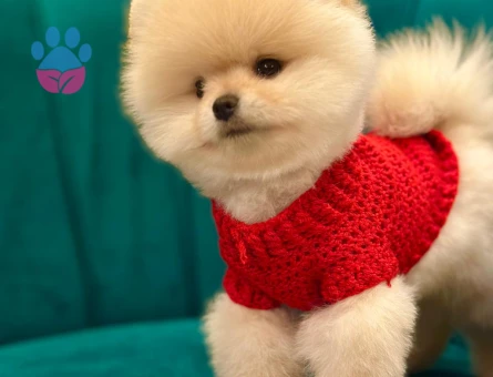 Safkan sağlık ve ırk garantili Pomeranian yavrularımız - 8707 - Görsel 4