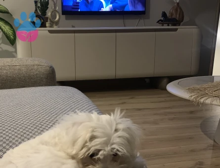 Balım – Orijinal 1 Numara Maltese Terrier - 8712