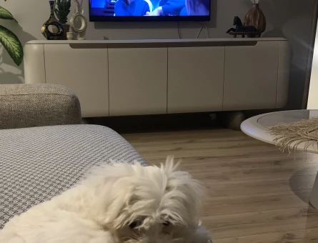 Balım – Orijinal 1 Numara Maltese Terrier - 8712