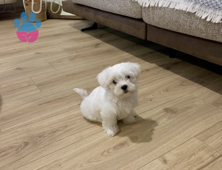 Balım – Orijinal 1 Numara Maltese Terrier - 8712 - Görsel 3