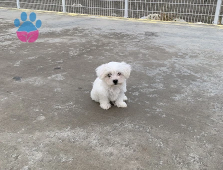 Balım – Orijinal 1 Numara Maltese Terrier - 8712 - Görsel 4