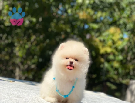 Pomeranıan üretim çiftliğinden - 8713 - Görsel 3