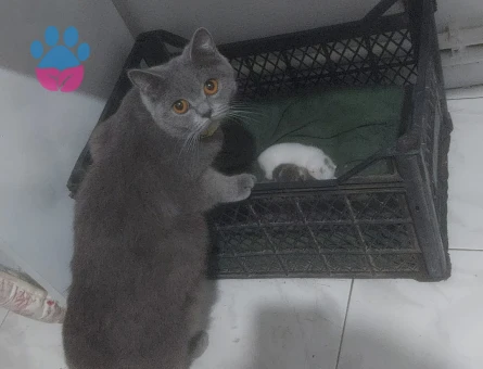 British Shorthair Dişi - 8716 - Görsel 3