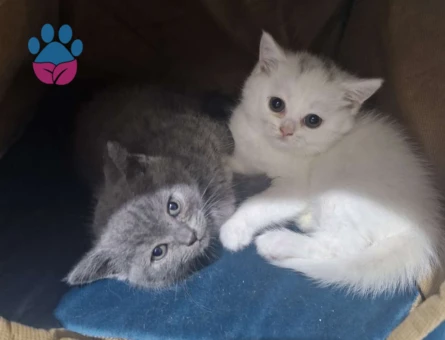 British Shorthair Dişi - 8716 - Görsel 2
